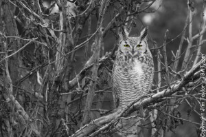 The Great Horned Owl